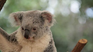 A cute koala pondering with beautiful highlights behind her