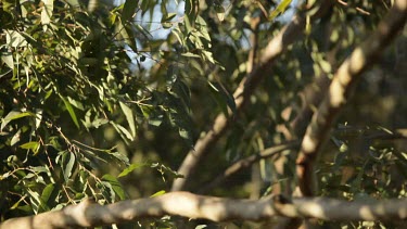 Zoom, Tilt down long shot. Camera tilts down a tree to reveal a koala resting peacefully