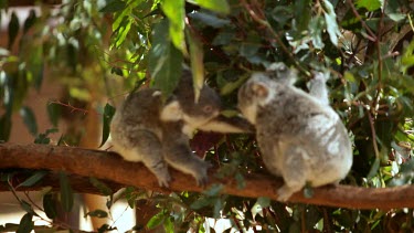 Two cute koala joeys sharing a meal together.