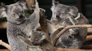 Three cute koala joeys cuddling up to two mothers. Almost like a koala daycare!