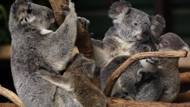 Three cute koala joeys cuddling up to two mothers. Almost like a koala daycare!