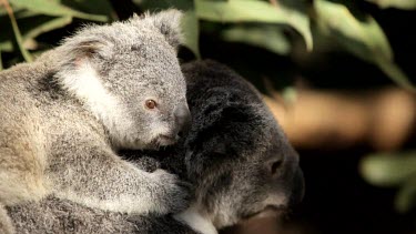 Cute koala Joey almost falling asleep on mother's back, until he gets disturbed by another koala