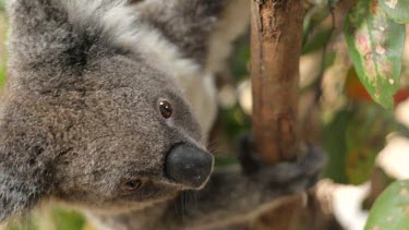 Cute Koala looking around for good leaves