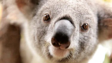 Gorgeous koala Joey looking right into the lens of the camera