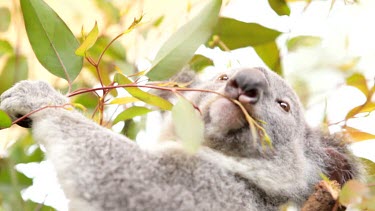 Gorgeous Koala Joey getting curious about the camera and looking right into the lens