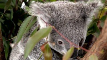 Spying a koala Joey through the leaves, flicking back ears, listening?