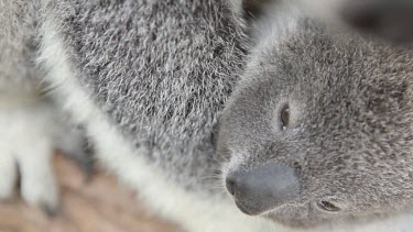 Extreme close-up of a koala Joey holding onto its mother.