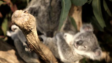 Focus pull from a branch to a koala Joey waking up and snuggling into mum for a cuddle.