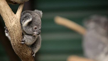 Focus pull to a koala Joey holding onto a branch and scouting around