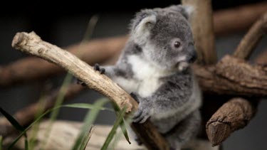 Cute little Koala Joey holding onto a branch and looking around