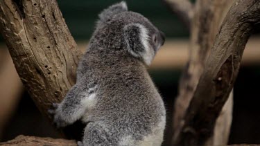 Cute koala Joey hops up a branch and then winks at the camera, then hops back down.