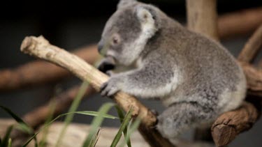 Cute koala Joey crawling out to the edge of a branch while the out of focus grass dances around on the screen.