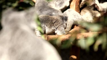 Cute koala Joey exploring his home, shot in a voyeuristic style