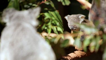 Cute koala Joey exploring his home.