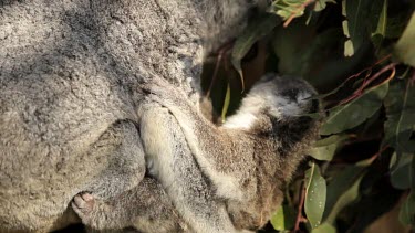 Cute Koala Joey cuddling his mother and then reaching out to grab some leaves.
