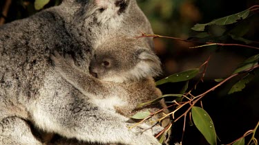 Cute Koala Joey getting into a comfy cuddle position with his mum