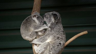 Koala Joey lifts his arm to reveal there is another Joey in the arms of her mother. Then he crawls down a branch and cuddles into his mother.