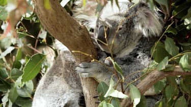 Koala Joey snuggles into his mother for a cuddle