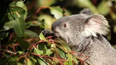 Beautiful close-up of a koala eating leaves