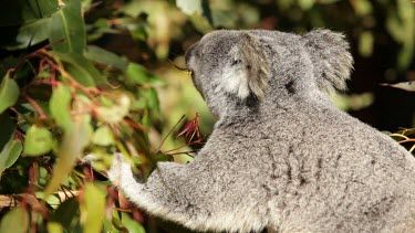 A beautiful mid shot of a koala eating gum leaves