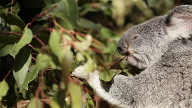 A beautiful close-up shot of a koala selecting the finest gum leaves