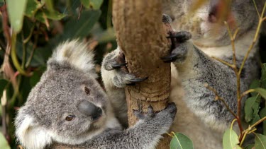 A cute young koala Joey sits with her mum and her mum has a huge yawn and then goes to sleep