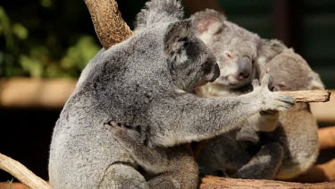 Mother koala crawls across a bunch of branches with a Joey clinging onto her belly.
