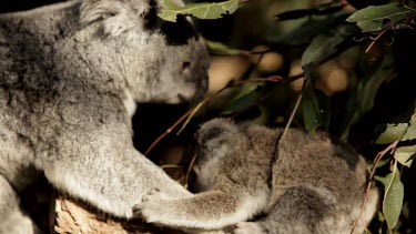 Mother koala teaching her Joey what to eat