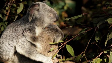A beautiful close-up shot of a Koala and her Joey eating leaves together