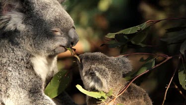 A beautiful close-up shot of a Koala teaching her Joey which leaves to eat