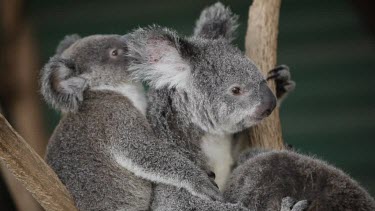 A koala and two joeys resting in the barren trees together, mother looks towards camera.