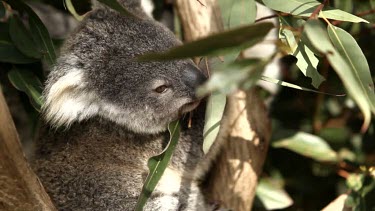 A cute koala Joey, snuggled into leaves, having some lunch