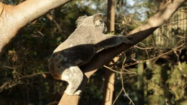 A koala climbing up an Australian gum tree, eucalyptus.