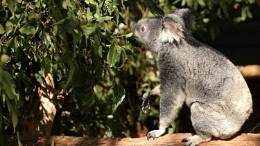 A koala selecting the best leaves to eat