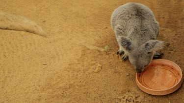 A koala taking a drink out of a dish, zoo or captive setting.