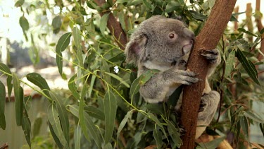 A koala holding onto a tree trunk looking for leaves