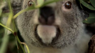 An extreme close-up of a koala looking around