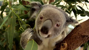 Koala eating a large leaf
