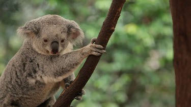 Interesting composition with a young koala sitting near a branch and then starting to climb