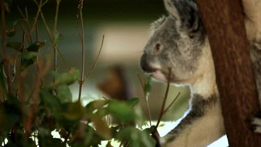 Young female koala eating leaves high in a tree
