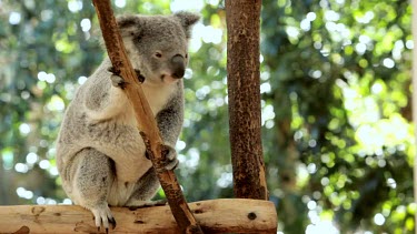 Beautiful footage of a Koala getting comfortable on a branch with sparkling highlights behind her. Just as she gets comfortable and koala comes and disturbs her peace.