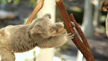 Busy koala swinging from one branch to another.
