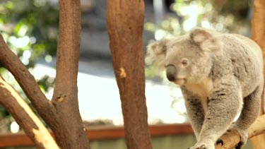 A koala jumping up onto a branch