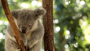 A koala sitting on a vibrating branch with beautiful highlights behind her
