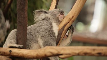 Koala sleeping across a few branches