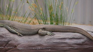 Lace monitor resting then goes out to explore his environment, river bank.