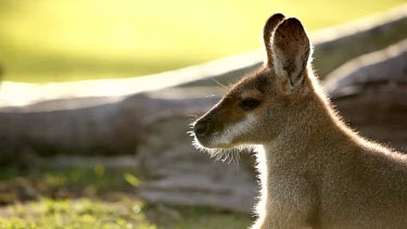 Nicely backlit mid shot of red-necked wallaby chewing grass