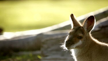 Nicely backlit mid shot of red-necked wallaby with a cheeky look towards the camera