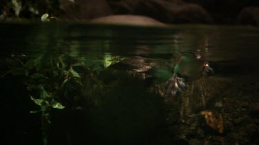 Platypus swimming around in circles and diving