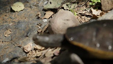 A focus pull from rocks to an eastern long-necked turtle basking in the sun